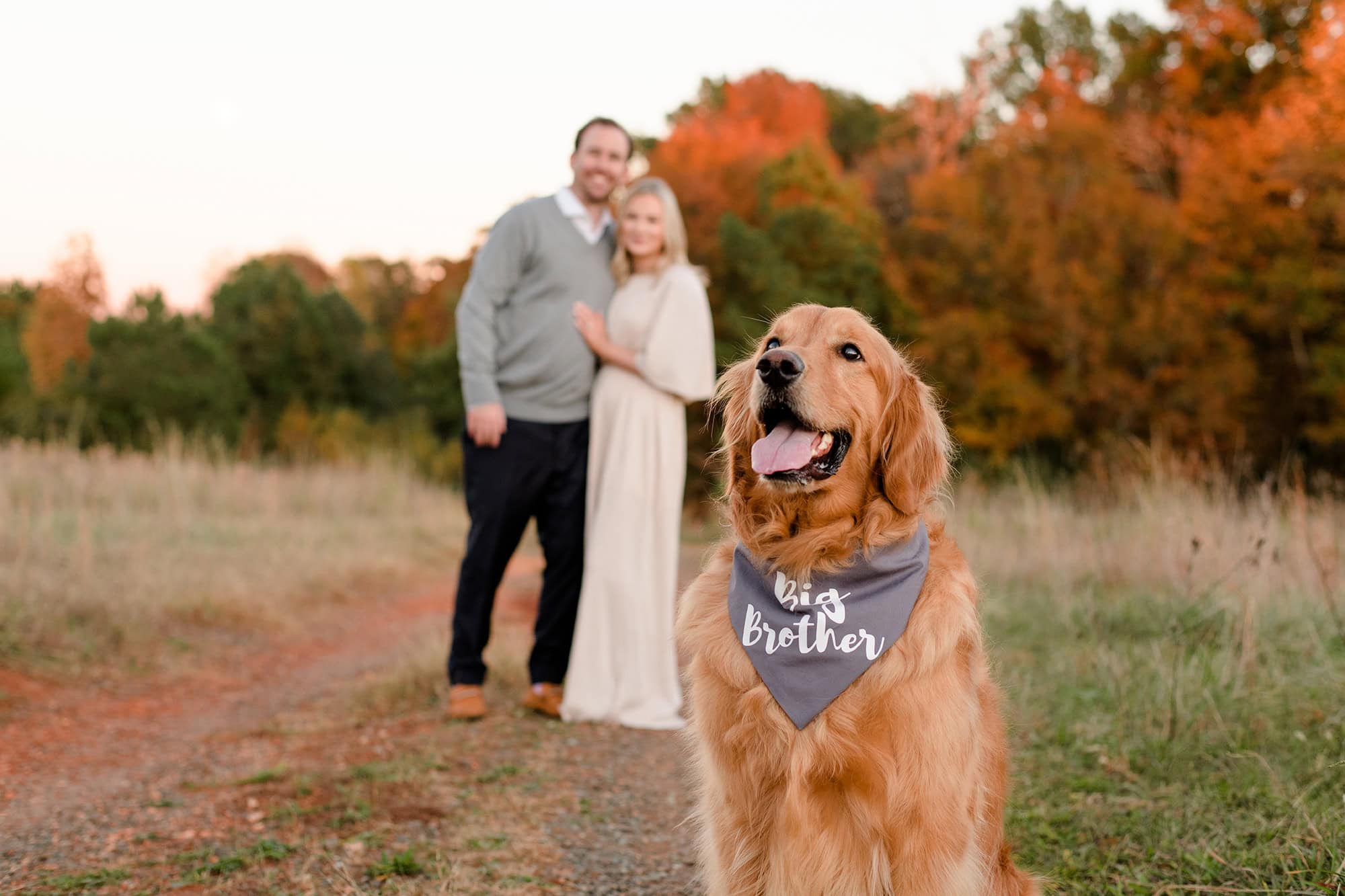 photo of dog wearing "big brother" scarf during gender reveal session with expectant charlotte couple standing behind him